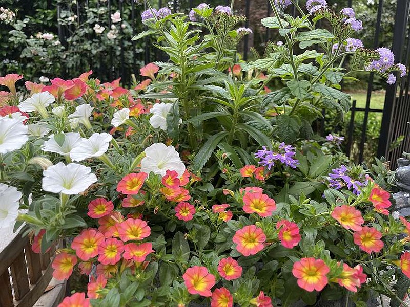 These colors are from the awarding Superbells Coral Sun calibrachoa. (TNS/Norman Winter)