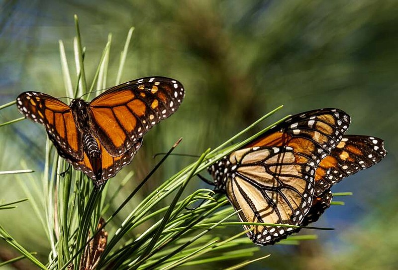 FILE - Monarch butterflies land on branches at Monarch Grove Sanctuary in Pacific Grove, Calif., on Nov. 10, 2021. The number of western monarch butterflies overwintering in California dropped 30% from the previous year likely due to a wet winter. Researchers with the Xerces Society, a nonprofit environmental organization, said Tuesday, Jan. 30, 2024, that volunteers who visited sites in California and Arizona around Thanksgiving tallied more than 230,000 butterflies, compared to 330,00 in 2022. (AP Photo/Nic Coury, File)