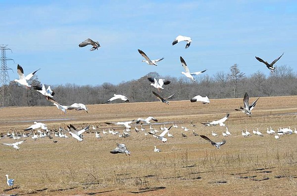 Aerial waterfowl survey report for state available | Pine Bluff ...