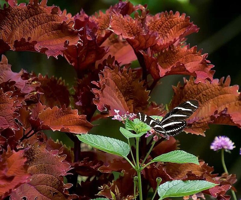 ColorBlaze Wicked Hot coleus serves as a backdrop for pollinator plants like this Luscious Royale Cosmo lantana and visiting Zebra longwing butterfly. (TNS/Norman Winter)