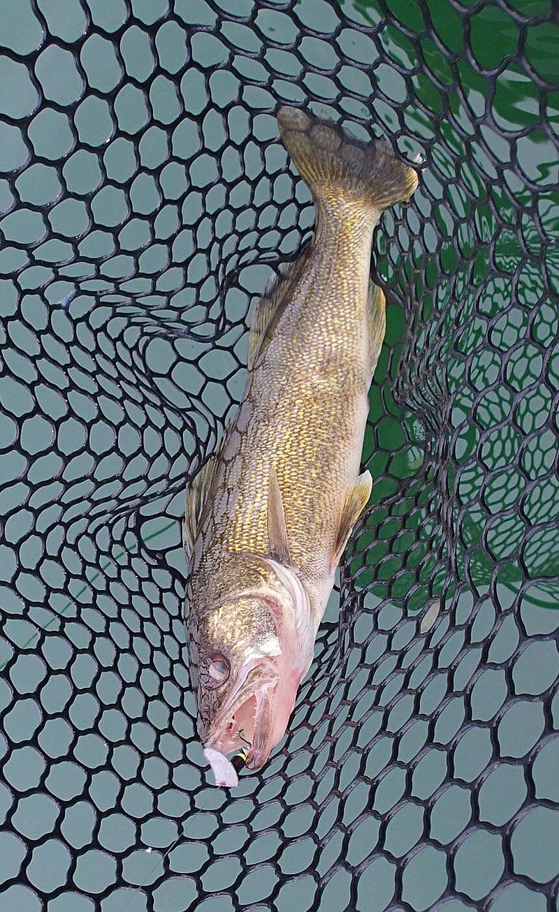 OPINION, Putthoff: Walleye sprint from starting gate during March spawning  run