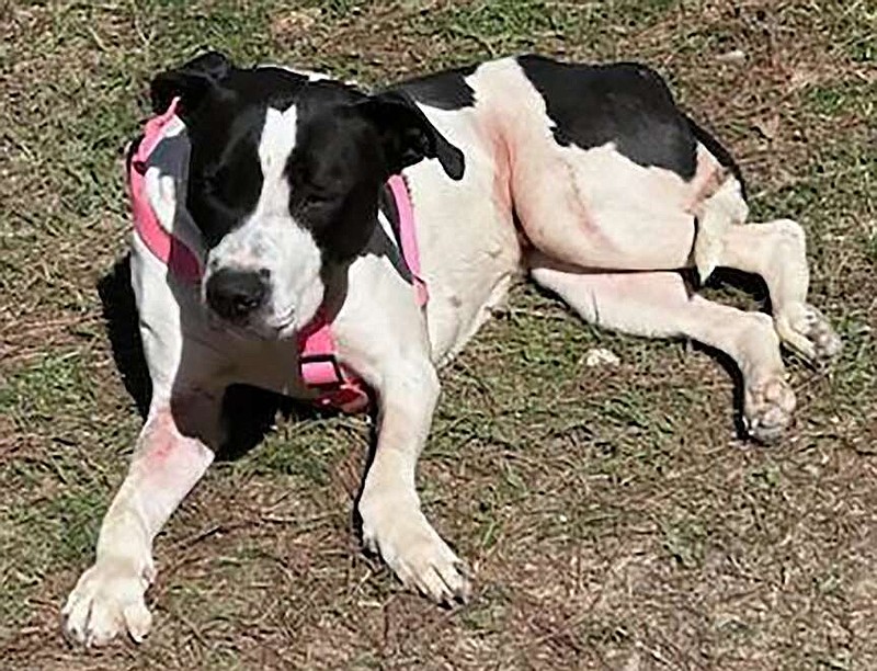 Miracle, the dog thrown from a Texarkana bridge in January, is still recovering from her injuries. Miracle will probably always have nerve damage in her front legs, but the nerve damage does not cause her pain. Miracle's caretakers say even after her injuries, she is still a very sweet and loving dog. (Photo courtesy of Atlanta, Texas, Area Spay/Neuter Project)