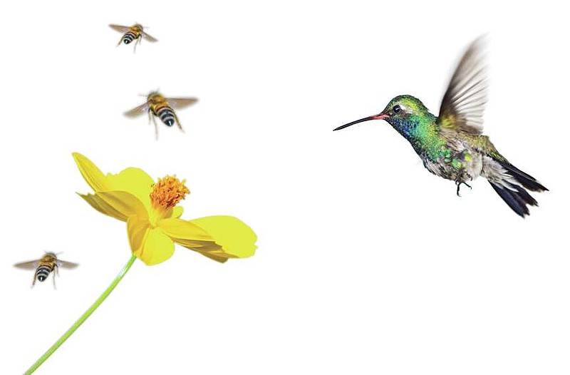Birds and Bees isolation (Foto: Shutterstock)