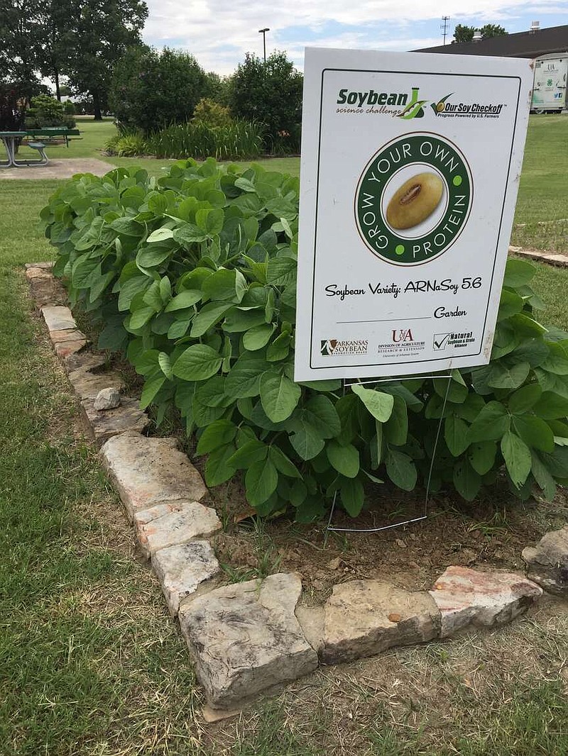 Schools and community gardens can get free soybean seeds through the University of Arkansas System Division of Agriculture Cooperative Extension Service's Grow Your Own Protein program as long as they donate their produce to schools, churches, food pantries, or other nonprofits serving food-insecure populations. (Photo courtesy of Arkansas Division of Agriculture)