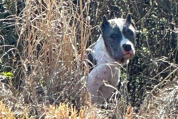 Texarkana shelter, rescues see increase in dog abandonment - Vimarsana News