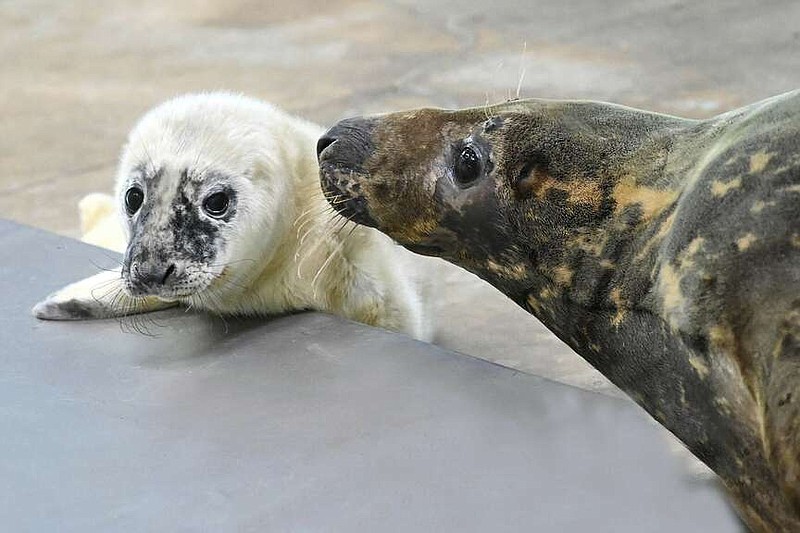 This recent image provided by the Brookfield Zoo shows a male grey seal pup and his mother at the Brookfield Zoo in Brookfield, Ill. Zoo officials say a grey seal found stranded and blind more than a decade ago on an island in Maine has given birth at the Chicago-area zoo and is now “a very attentive mother" to her newborn. (Jim Schulz/Brookfield Zoo via AP)