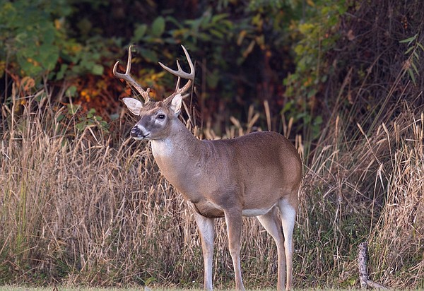 EDITORIAL | Good From Bad: Arkansas uses fines to help teach students conservation - Vimarsana News