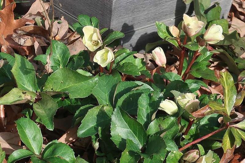 Hellebores are welcoming the coming growing season