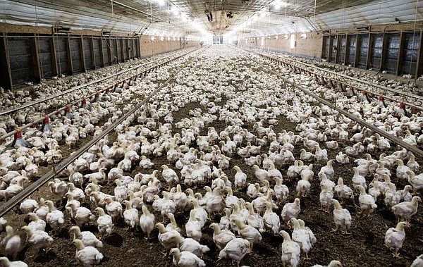New $43 million feed mill being built in Danville | The Arkansas Democrat-Gazette - Vimarsana News