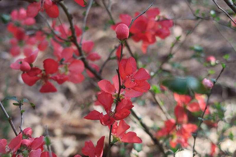 Thin out several older canes at the soil line after bloom on your flowering quince to encourage new growth and more blooms next season.
(Special to the Democrat-Gazette/Janet B. Carson)