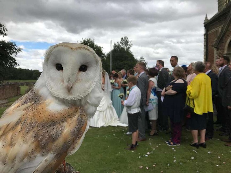 Juno the barn owl at a wedding in Britain last year. (MUST CREDIT: Owl Adventures)