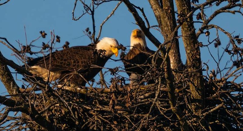 In recent days, biology professor Mark Storey has come across a family of bald eagles with a newly hatched eaglet that he has gotten to watch grow up. (Photo courtesy of Mark Storey)
