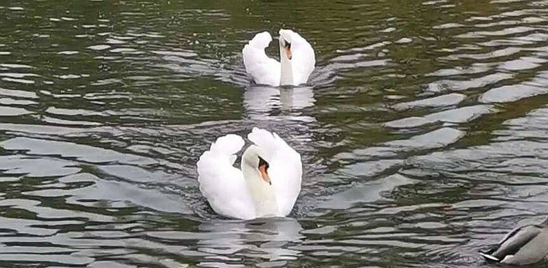 Charlie and Cassandra had lived on a pond in Devizes, England, for more than two years. (Photo by Sally Noseda)