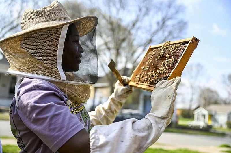 Ashlynn Bowman checks a frame for the queen bee while preparing a hive for spring in Little Rock on Wednesday.

(Arkansas Democrat-Gazette/Stephen Swofford)