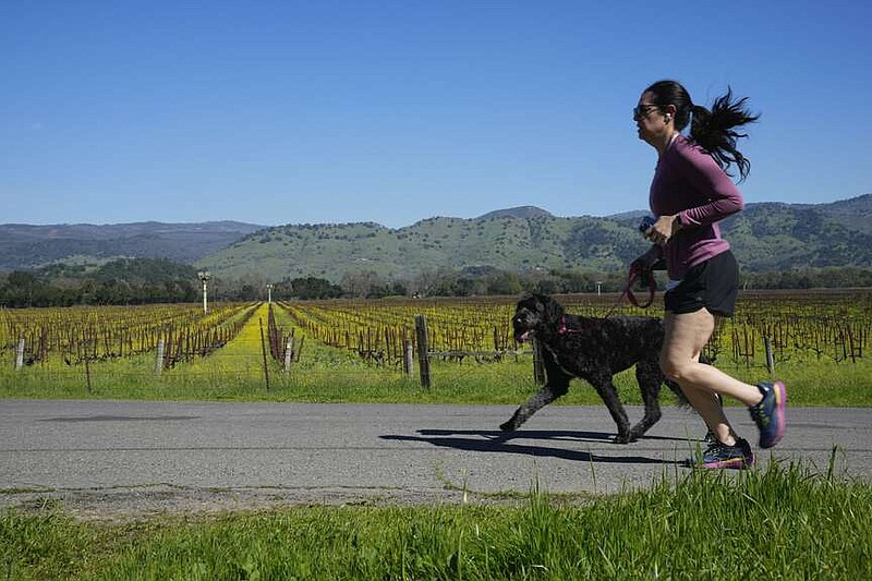 A woman runs with her dog past a mustard filled vineyard in Yountville, Calif., Wednesday, Feb. 28, 2024. Brilliant yellow and gold mustard is carpeting Northern California's wine country, signaling the start of spring and the celebration of all flavors sharp and mustardy. (AP Photo/Eric Risberg)