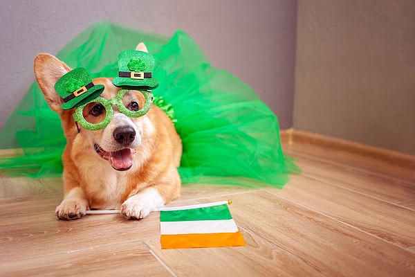 Shamrock pet party to raise funds for Texarkana Animal League - Vimarsana News