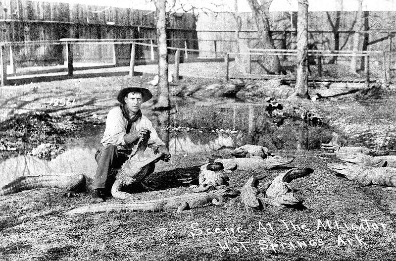 A man holds an alligator's jaws open in this scene from the Alligator Farm in the early 1900s. (Submitted photo courtesy of the Garland County Historical Society)