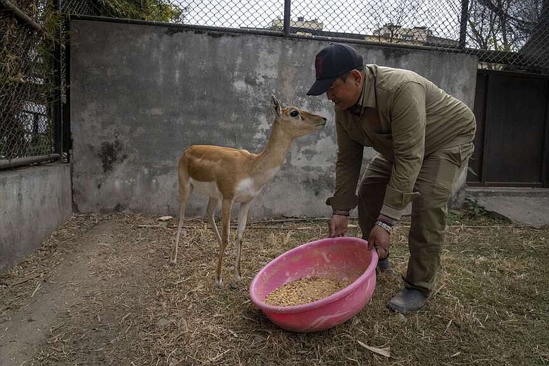 A zoo keeper feeds a baby deer at the Central Zoo in Lalitpur, Nepal, on Feb. 21, 2024. The only zoo in Nepal is home to more than 1,100 animals of 114 species, including the Bengal Tiger, Snow Leopard, Red Panda, One-Horned Rhino and the Asian Elephant. (AP Photo/Niranjan Shrestha)