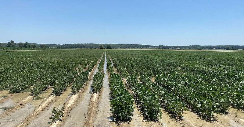 Soybeans are shown growing in field at the Northeast Rice Research & Extension Center (NERREC) July 11. (Special to The Commercial/Ashlyn Ussery/University of Arkansas System Division of Agriculture)