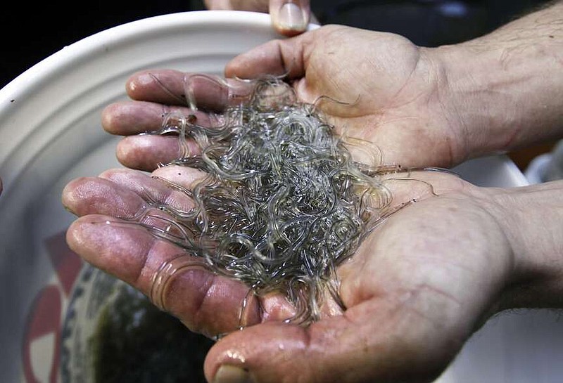 In this Friday, March 24, 2012, file photo, a man holds elvers, young, translucent eels, in Portland, Maine. Baby eels are the most lucrative fishery in the state on a per-pound basis, typically sold as seed stock to Asian aquaculture companies so they can be raised to maturity and processed into food. Often, they're worth more than $2,000 per pound. (AP Photo/Robert F. Bukaty, File)
