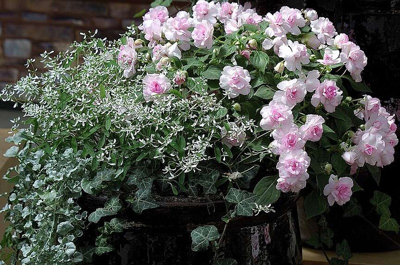 Rockapulco Appleblossom, is an award-winning impatiens, with a look of rare China. Here it is partnered with Diamond Frost euphorbia, Silver Falls dichondra and ivy. (Chris Brown/Handout via TNS)
