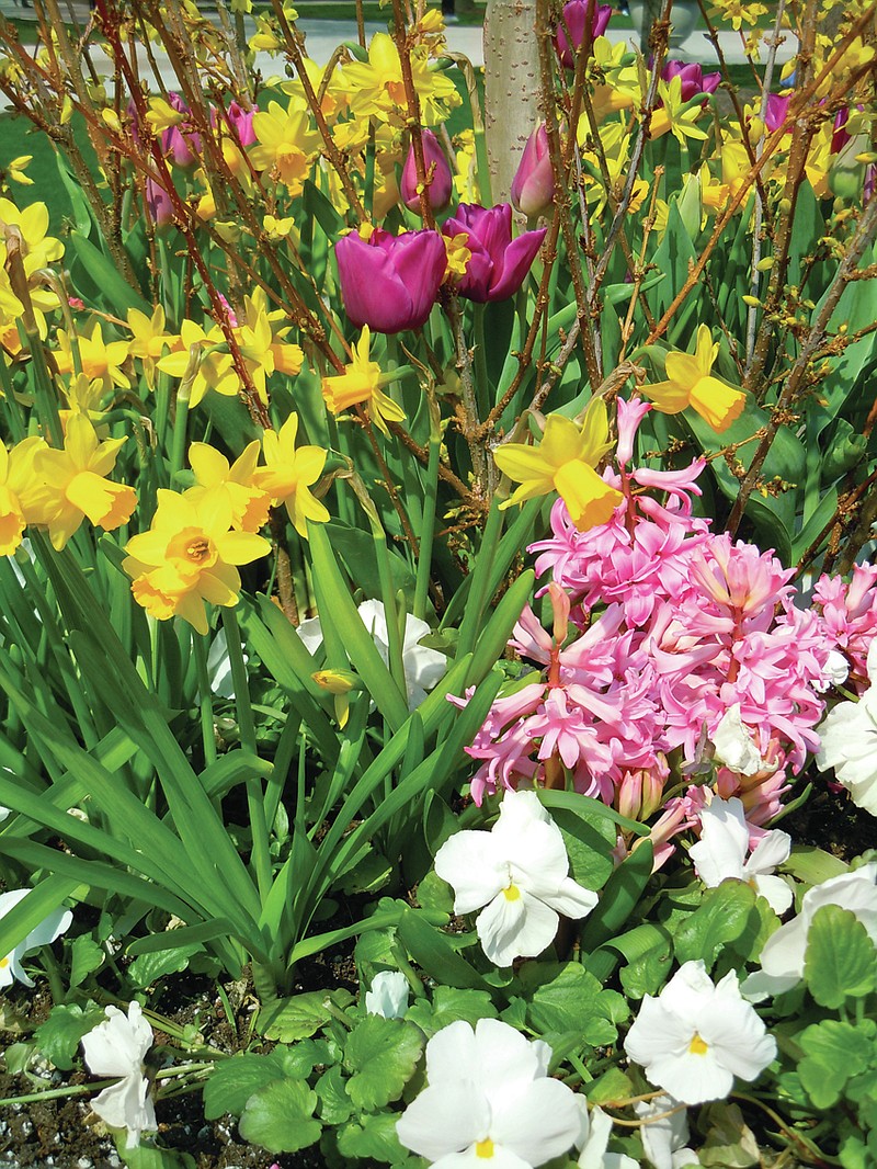 If you need fast color this month, there are some short-season color plants that can planted right now that include English primrose, calendula, ranunculus, dianthus, snapdragons, and roses. (Submitted photo)