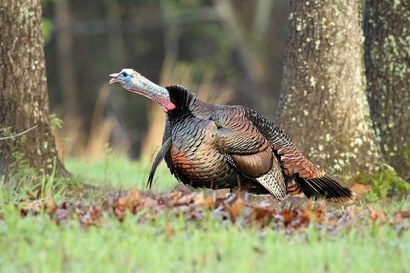 Male turkeys gobble to attract mates and display dominance. AGFC photo.