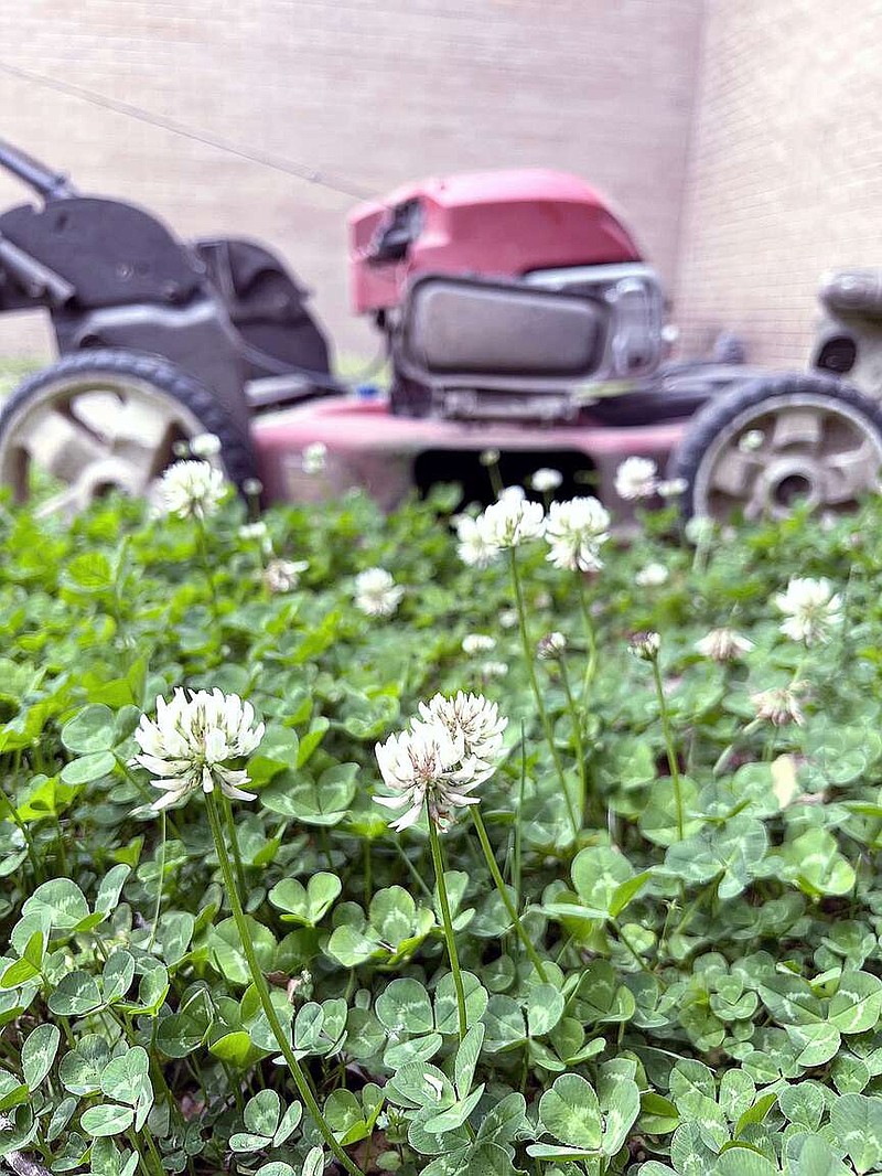 Photo courtesy UA System Division of Agriculture
A study suggests that late mowing in the spring will allow plants, such as this green clover with white globular blooms, to provide early season food sources for pollinators.