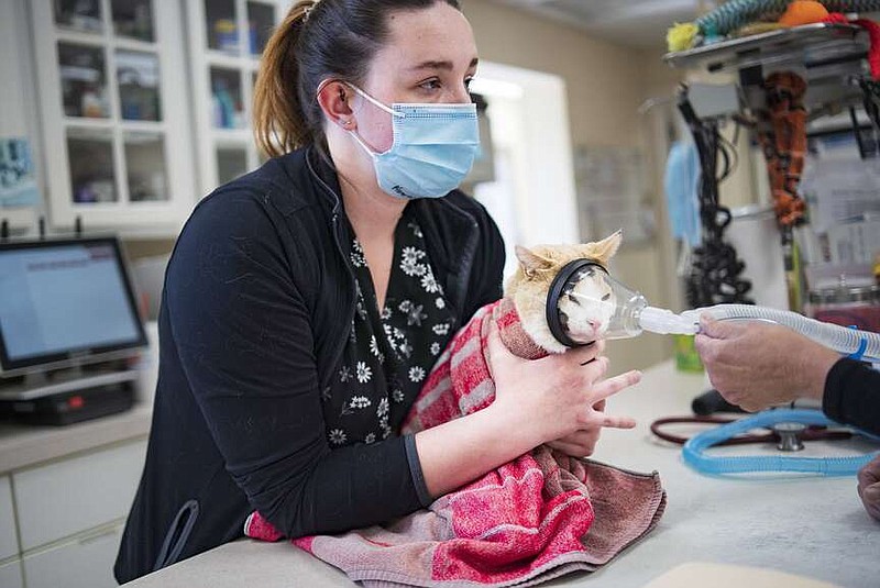 Veterinary technician Kourtney McFarland holds a cat as she is prepped for procedure to correct gum disease March 11 at The Cat Clinic of Northwest Arkansas in Rogers. Gingivostomatitis is a common inflammatory disease that affects the gums of cats and many pet owners don't realize their cats have it, said veterinarian Angela Rose. Visit nwaonline.com/photos for today's photo gallery.

(NWA Democrat-Gazette/Charlie Kaijo)