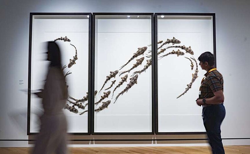 Attendees walk past a display of preserved bamboo sharks, Thursday, March 14, 2024 during a media preview of “Exquisite Creatures” at Crystal Bridges Museum in Bentonville. Exquisite Creatures is a three-dimensional exhibition that celebrates nature's infinite variety. Created by artist and naturalist Christopher Marley, the show features more than 400 individual objects of preserved plant, animal and mineral specimens arranged in stunning geometric compositions, creating a mosaic of the natural world. Visit nwaonline.com/photos for today's photo gallery.

(NWA Democrat-Gazette/Charlie Kaijo)