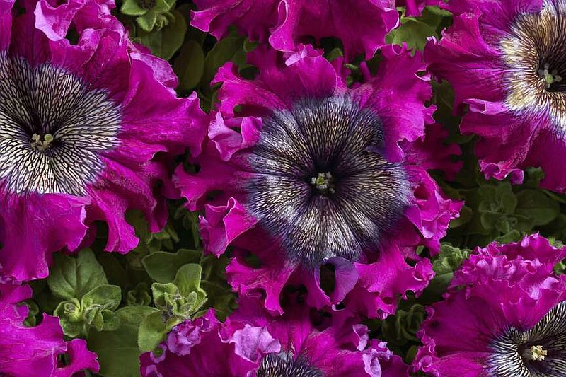 This image provided by Cerny Seed shows Superbissima Wine Red petunias, which have frilly edges and veined centers and measure up to 6 inches wide. (Cerny Seed via AP)