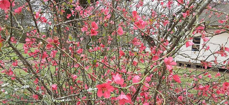 Flowering quince is an old-fashioned plant the provides early spring color.
(Special to the Democrat-Gazette)