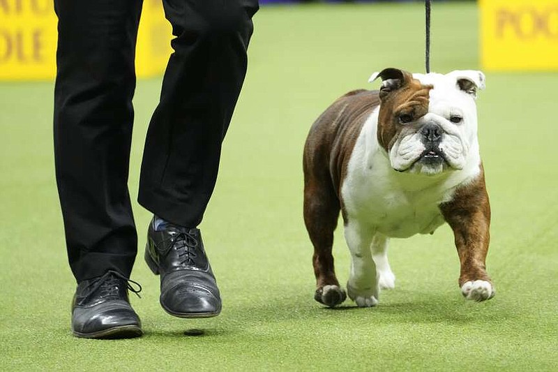 Star, a bulldog, competes in the non-sporting group competition during the 147th Westminster Kennel Club Dog show, Monday, May 8, 2023, in New York. Frenchies remained the United States' most commonly registered purebred dogs last year, according to American Kennel Club rankings released Wednesday, March 20, 2024. After French bulldogs, the most common breeds registered were Labs, golden retrievers, German shepherds, and poodles. Then came dachshunds, bulldogs, beagles, and others. (AP Photo/Mary Altaffer, File)