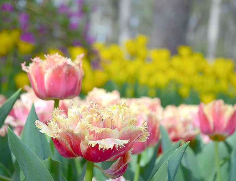 Multiple varieties of tulips are shown at Garvan Woodland Gardens. The annual Tulip Extravaganza is at its peak, staff said. (The Sentinel-Record/Donald Cross)