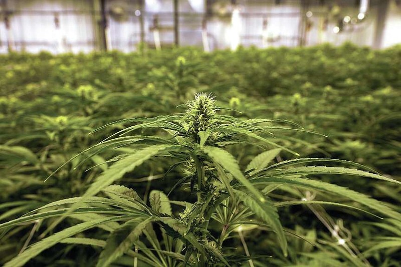 Cannabis plants growing at an indoor True North Collective facility are shown in Jackson, Mich., Wednesday, March 2, 2022. (AP Photo/Paul Sancya)