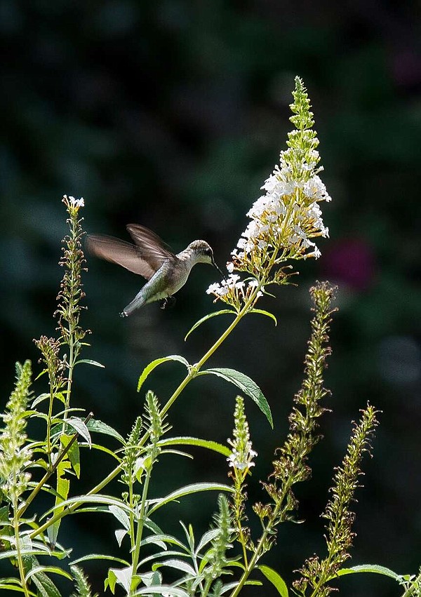 On Gardening: The year of the buddleia; butterflies and hummingbirds celebrate - Vimarsana News