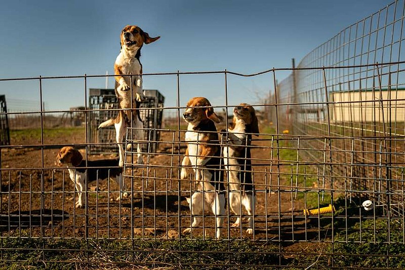 Lab beagles living outdoors at an animal testing facility in Nowata, Okla. MUST CREDIT: Gene Blalock