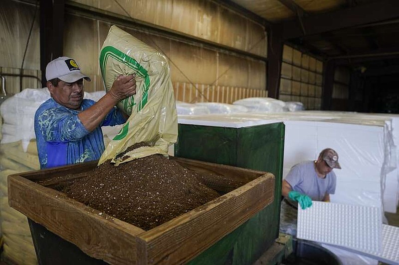 Fernando Osorio Loya, left, a contract worker from Veracruz, Mexico, dumps soil into a seeding machine as Miguel Angel, right, also a contract worker from Veracruz, Mexico, prepares trays for seeds, Tuesday, March 12, 2024, at a farm in Crofton, Ky. The latest U.S. agricultural census data shows an increase in the proportion of farms utilizing contract labor compared to those hiring labor overall. (AP Photo/Joshua A. Bickel)