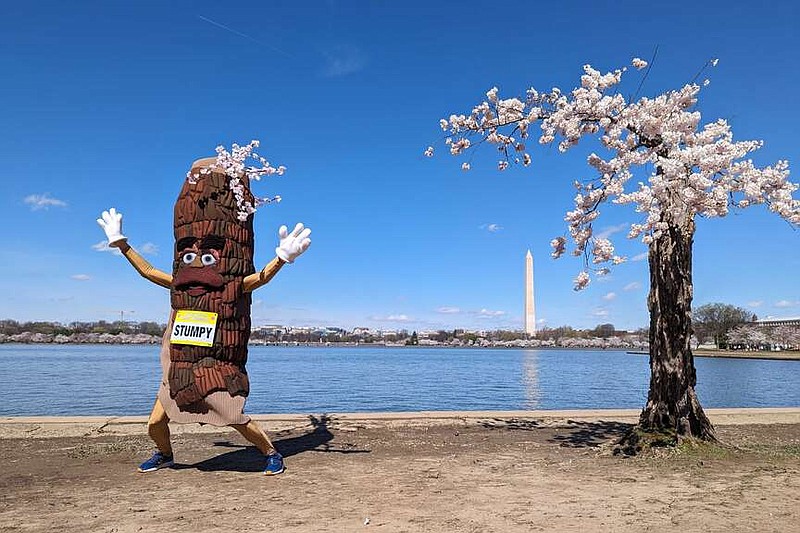 Stumpy the mascot dances near 'Stumpy' the cherry tree at the tidal basin in Washington, Tuesday, March 19, 2024. The weakened tree is experiencing its last peak bloom before being removed for a renovation project that will rebuild seawalls around Tidal Basin and West Potomac Park. (AP Photo/Nathan Ellgren)