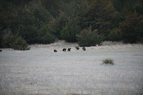Traveling to turkey hunt top Midwest counties - Vimarsana News