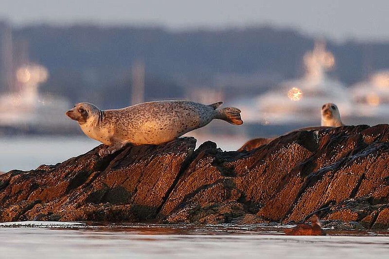 FILE - Harbor seals keep watch from a small island off Portland, Maine, in this July 30, 2020 file photo. The problem of bird flu jumping from birds to marine mammals, such as seals, is worse than initially thought, scientists say. (AP Photo/Robert F. Bukaty, file)