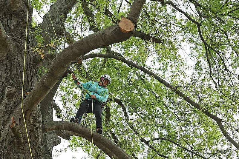 Becca Haught of Spartanburg, SC competes in an event during the International Society of Arboriculture's Southern Tree Climbing Championship at the East Little Rock Community Center on Sunday, March 24, 2024. The event serves as a way to showcase professional arborists and the skills required to safely work in trees. (Arkansas Democrat-Gazette/Colin Murphey)