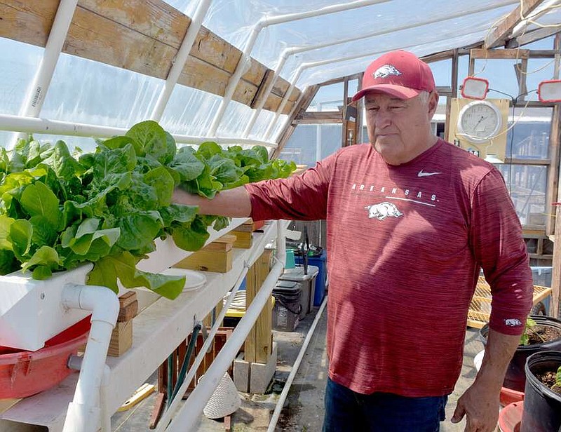 Marc Hayot/Herald-Leader Randy McGhee shows some lettuce the couple grow in their hydroponics greenhouse. The McGhees use hydroponics to cultivate fresh vegetables.