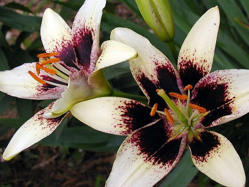 Lily: More than just an Easter plant | The McDonald County Press