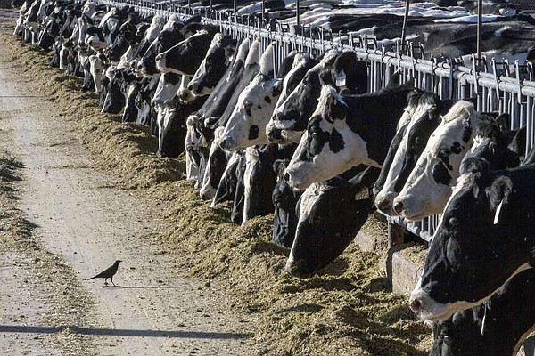 Bird flu detected in dairy cows | The Arkansas Democrat-Gazette - Arkansas' Best News Source - Vimarsana News