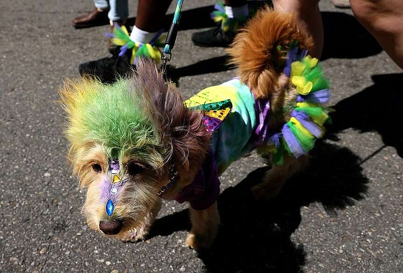 Its owner dressed this unidentified doggo in Mardi Gras colors for the 2023 Barkus on Main.  
(Democrat-Gazette file photo/Colin Murphey)