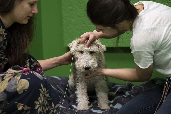 Study indicates dogs can learn to associate words with specific objects - Vimarsana News