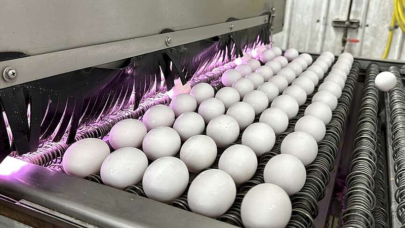 FILE - Eggs are cleaned and disinfected at the Sunrise Farms processing plant in Petaluma, Calif., on Thursday, Jan. 11, 2024, which had seen an outbreak of avian flu. Egg prices are at near-historic highs in many parts of the world as the spring holidays approach, reflecting a market scrambled by disease, high demand and growing costs for farmers. (AP Photo/Terry Chea)