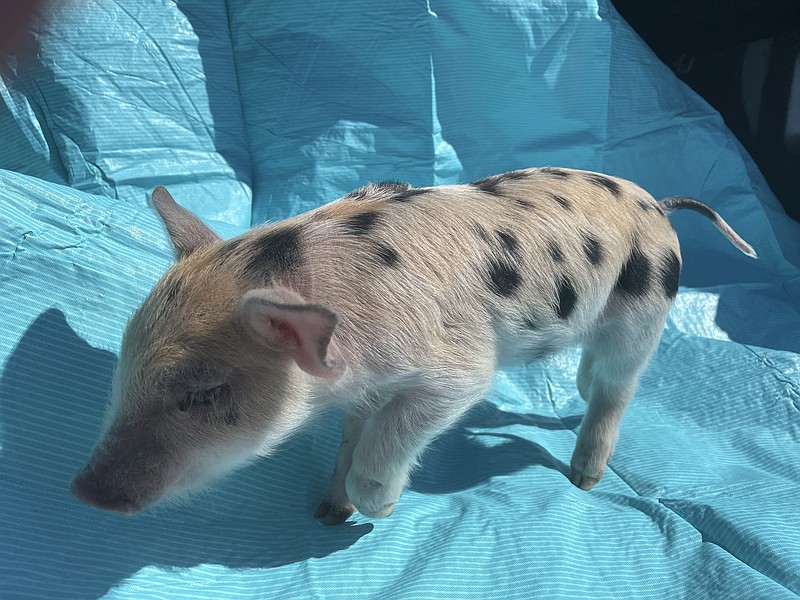 This photo provided by the St. Paul Saints shows a pig named Ozempig on Thursday, March 28, at a farm in Wisconsin. Some people have criticized the Minnesota team's decision to name the pig after the weight loss drug Ozempic, saying the play on words belittles people who are overweight.  (St. Paul Saints Baseball  via AP)