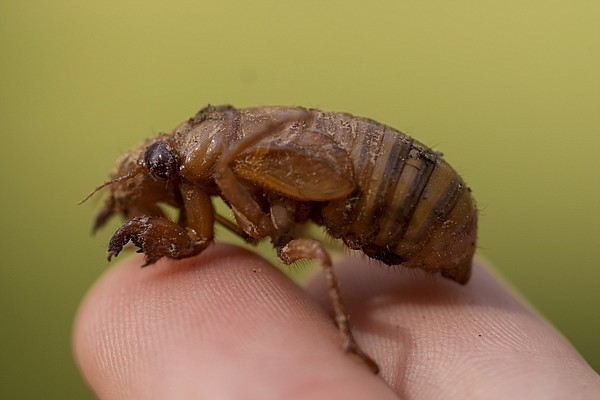 Cicada-geddon the biggest bug emergence in centuries | Hot Springs Sentinel Record - Vimarsana News